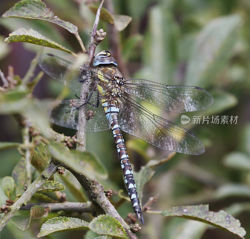 迁徙小贩蜻蜓(Aeshna mixta)雄性